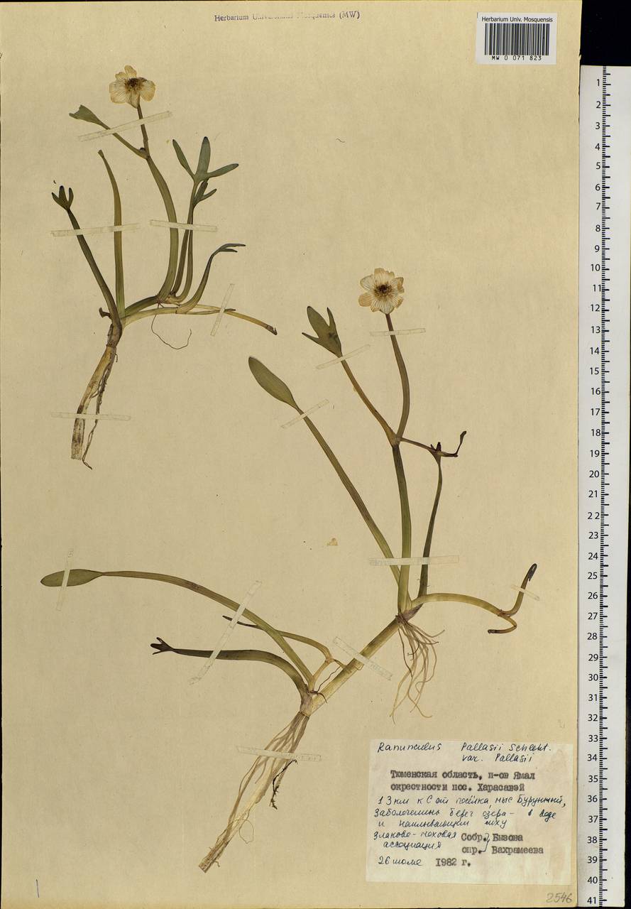 Coptidium pallasii (Schltdl.) A. & D. Löve, Siberia, Western Siberia (S1) (Russia)