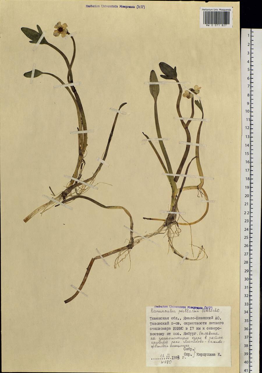 Coptidium pallasii (Schltdl.) A. & D. Löve, Siberia, Western Siberia (S1) (Russia)