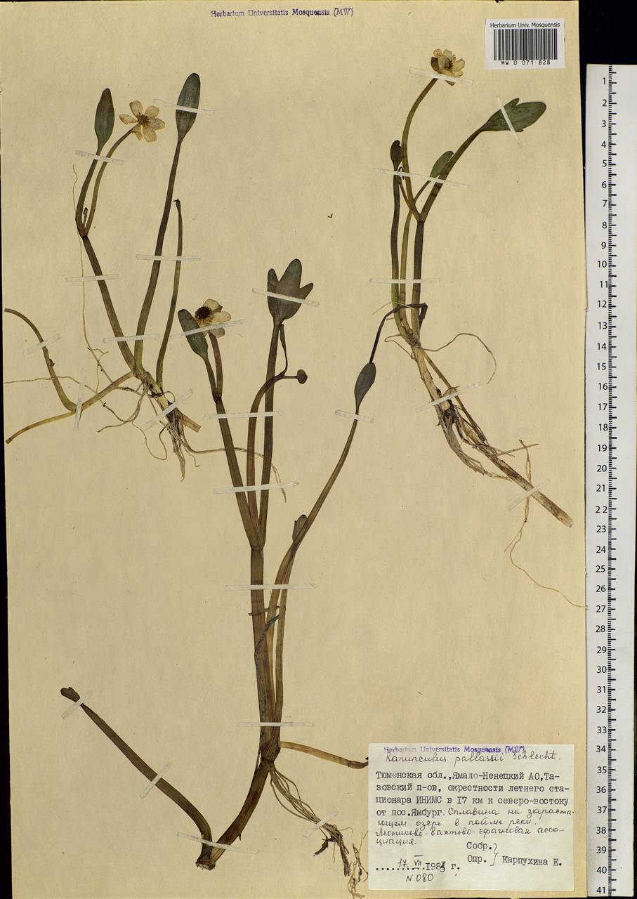 Coptidium pallasii (Schltdl.) A. & D. Löve, Siberia, Western Siberia (S1) (Russia)