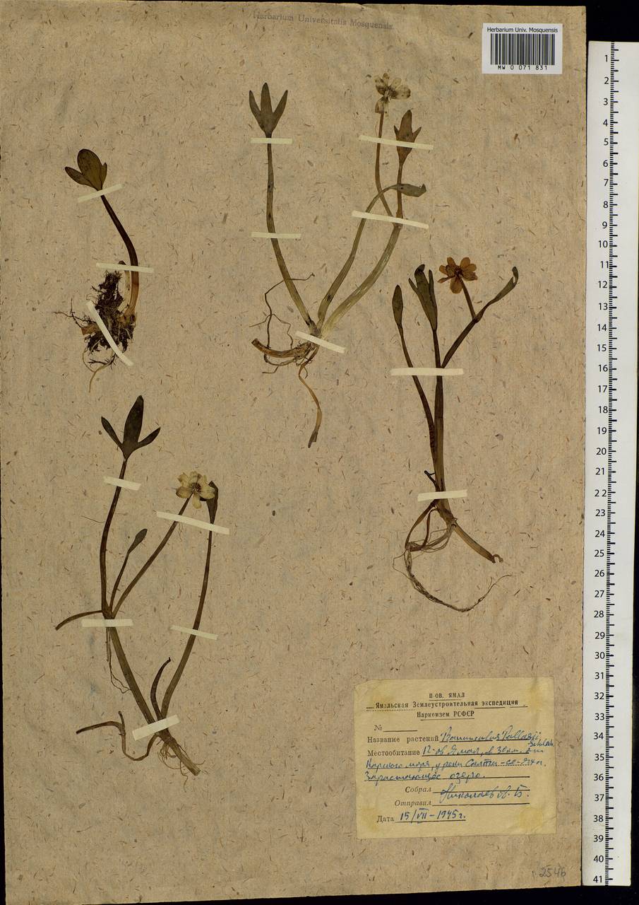 Coptidium pallasii (Schltdl.) A. & D. Löve, Siberia, Western Siberia (S1) (Russia)