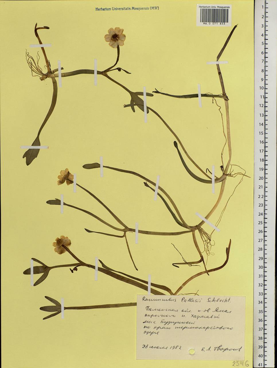 Coptidium pallasii (Schltdl.) A. & D. Löve, Siberia, Western Siberia (S1) (Russia)