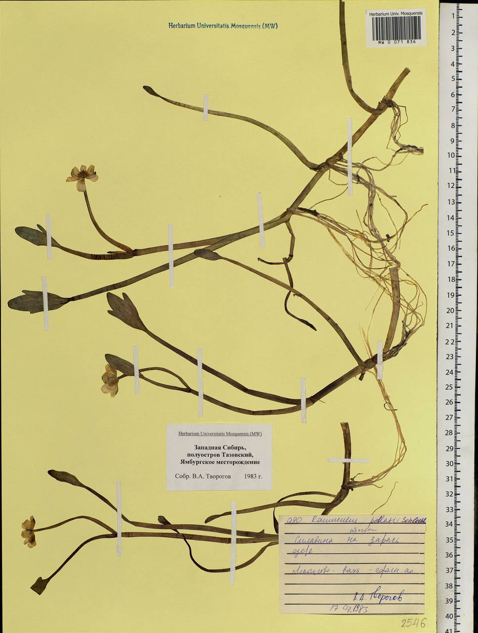 Coptidium pallasii (Schltdl.) A. & D. Löve, Siberia, Western Siberia (S1) (Russia)