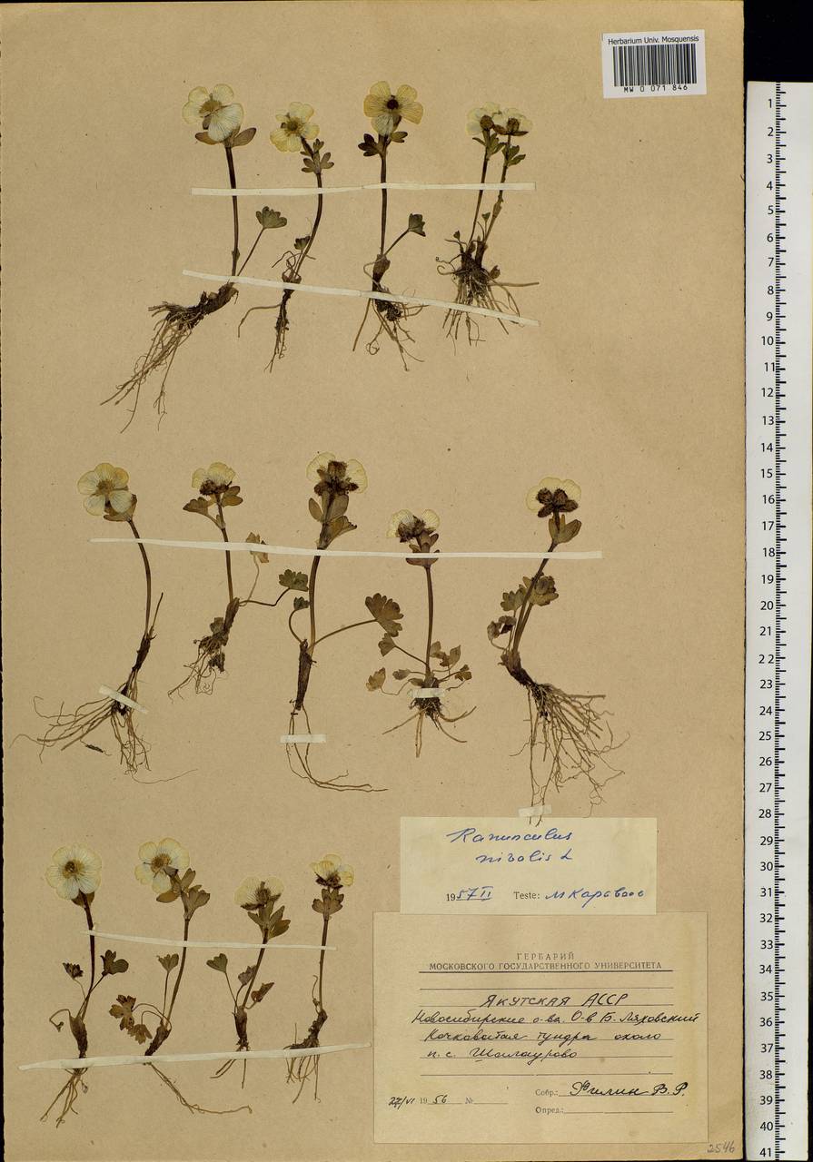 Ranunculus nivalis L., Siberia, Yakutia (S5) (Russia)