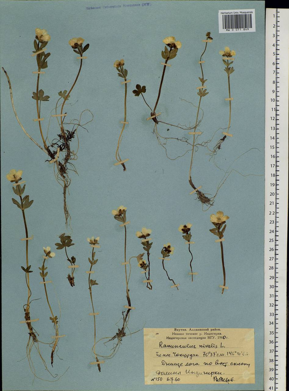 Ranunculus nivalis L., Siberia, Yakutia (S5) (Russia)