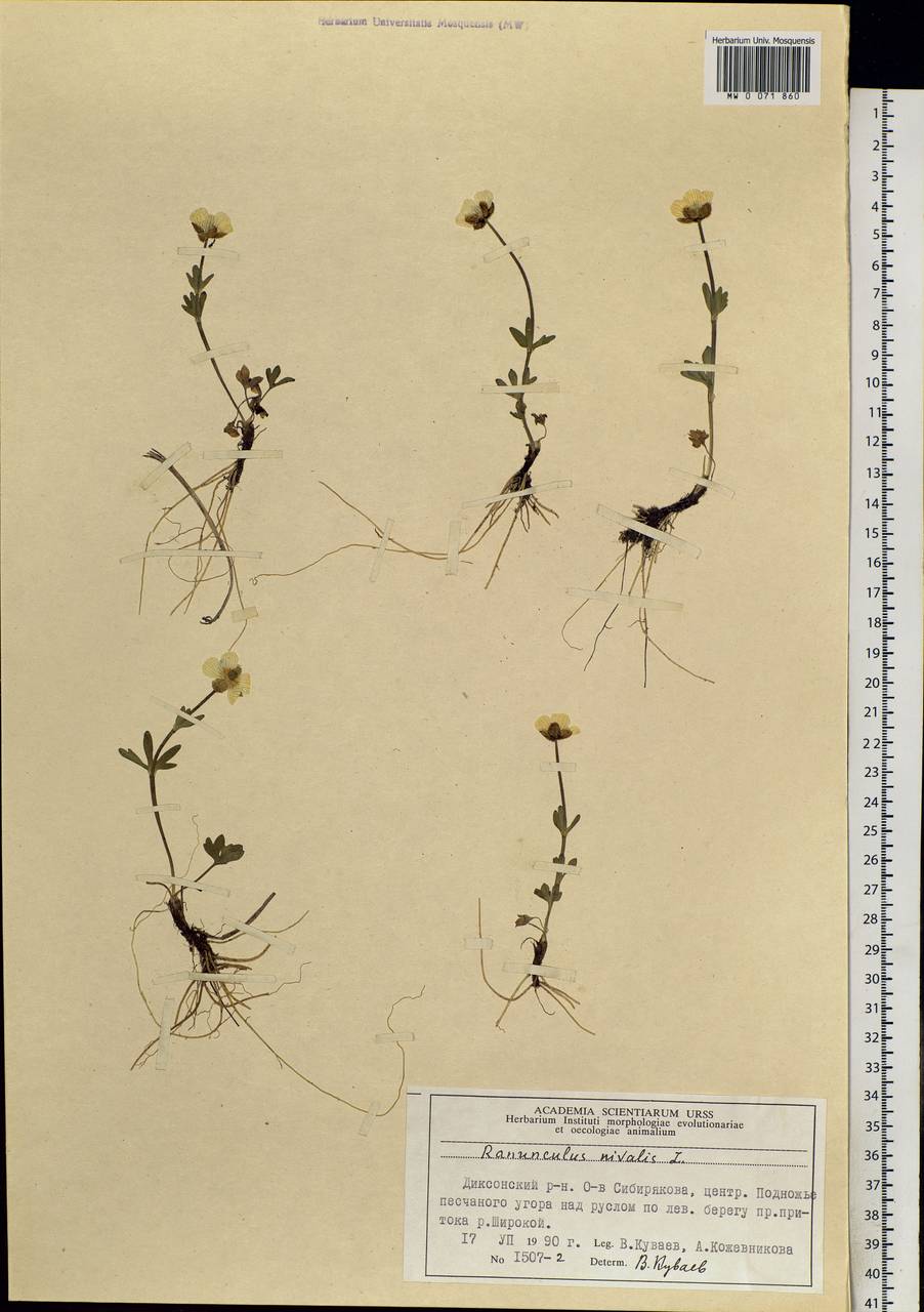 Ranunculus nivalis L., Siberia, Central Siberia (S3) (Russia)