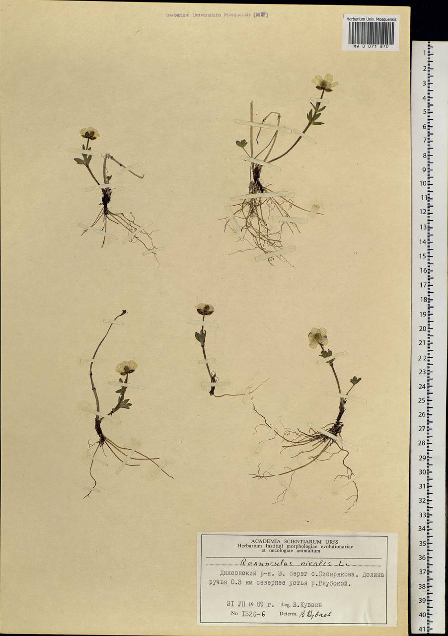 Ranunculus nivalis L., Siberia, Central Siberia (S3) (Russia)