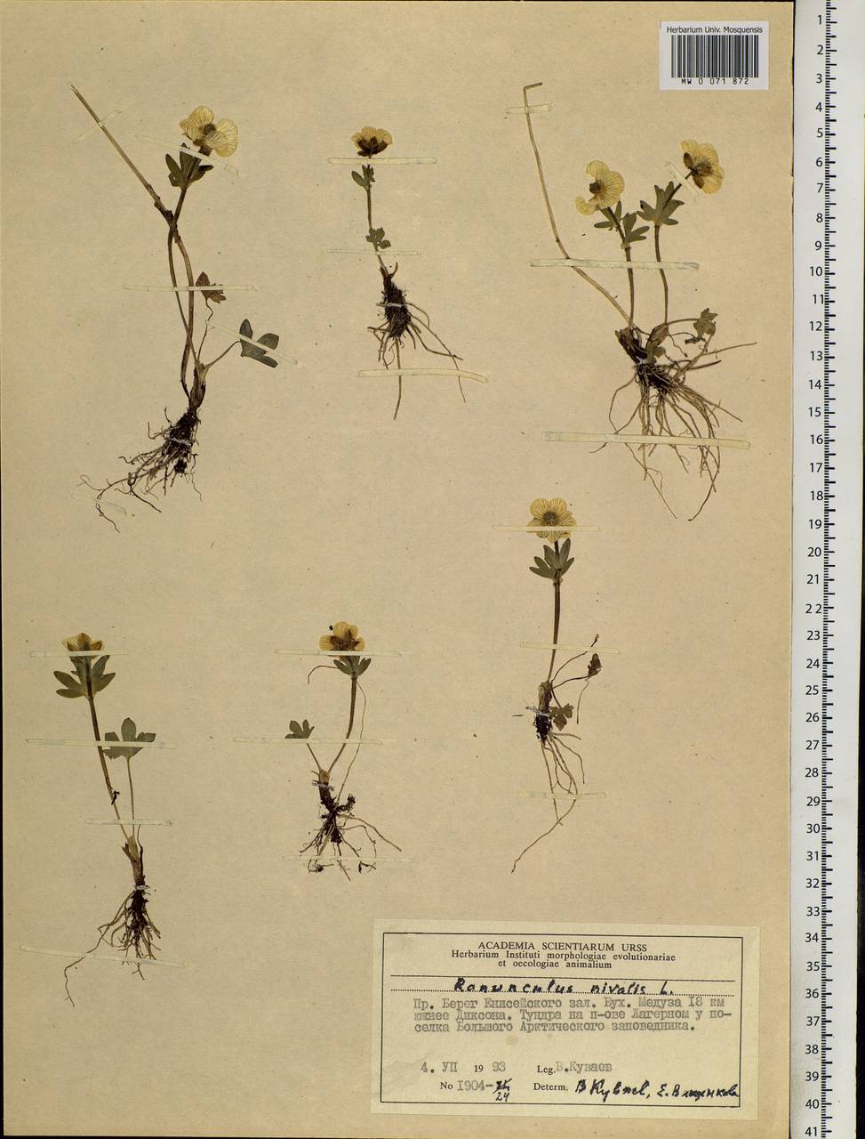 Ranunculus nivalis L., Siberia, Central Siberia (S3) (Russia)