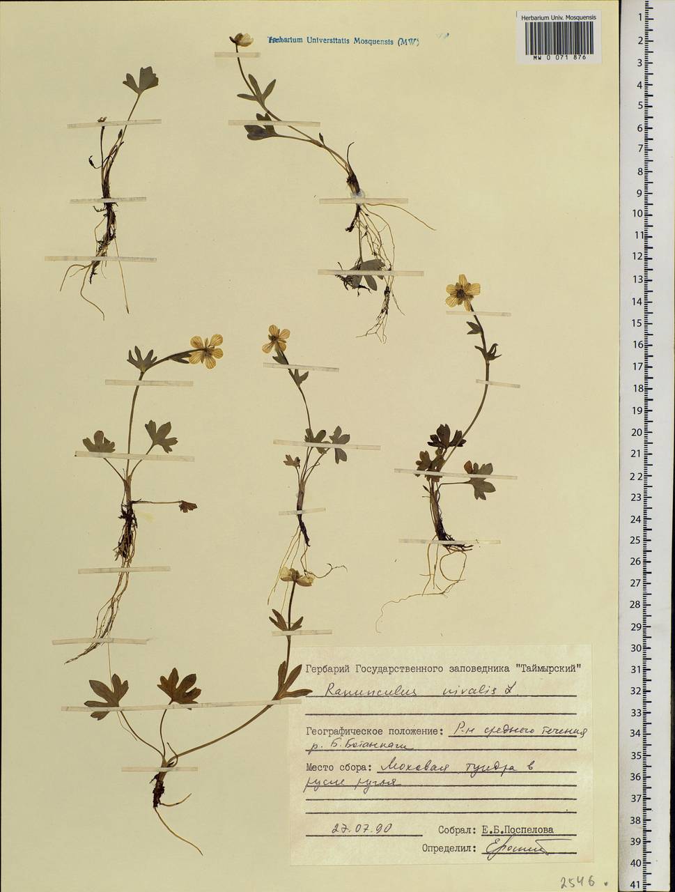 Ranunculus nivalis L., Siberia, Central Siberia (S3) (Russia)