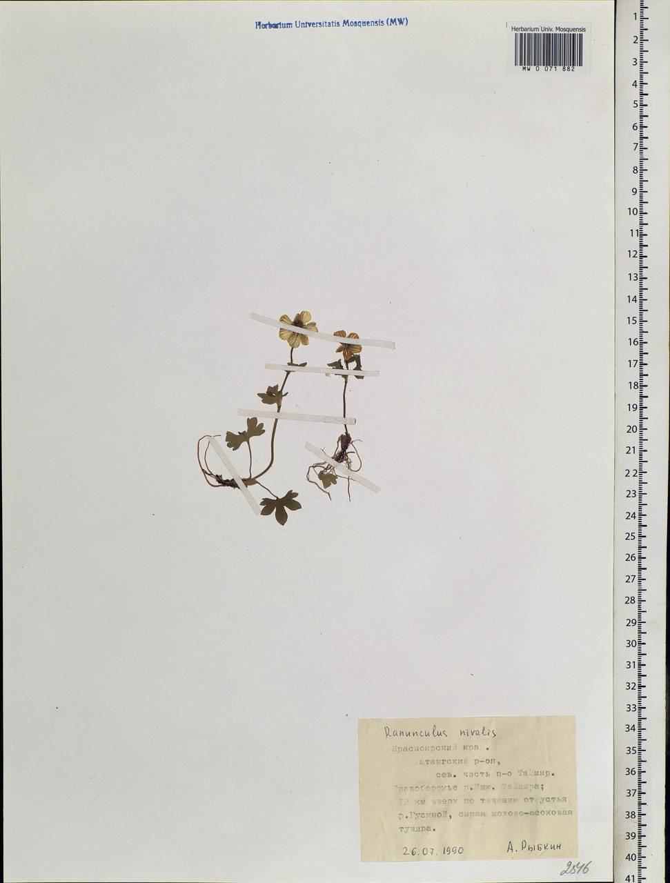 Ranunculus nivalis L., Siberia, Central Siberia (S3) (Russia)