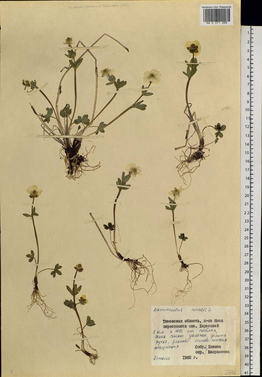 Ranunculus nivalis L., Siberia, Western Siberia (S1) (Russia)