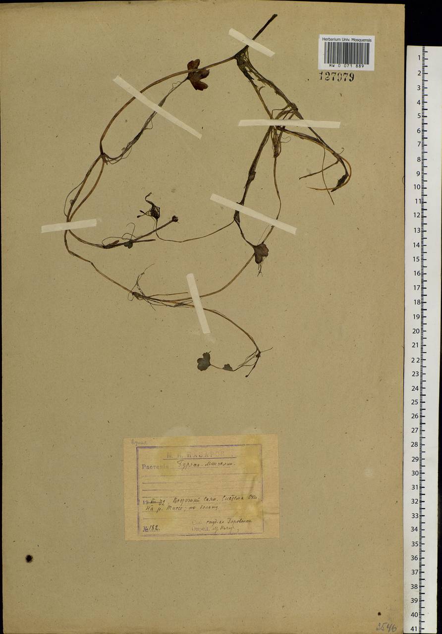 Ranunculus natans C. A. Mey., Siberia, Baikal & Transbaikal region (S4) (Russia)