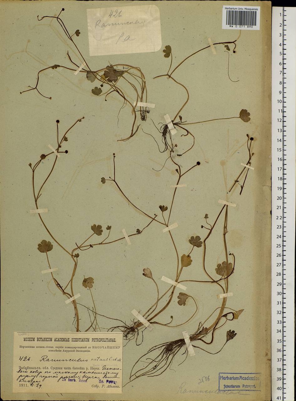 Ranunculus natans C. A. Mey., Siberia, Baikal & Transbaikal region (S4) (Russia)