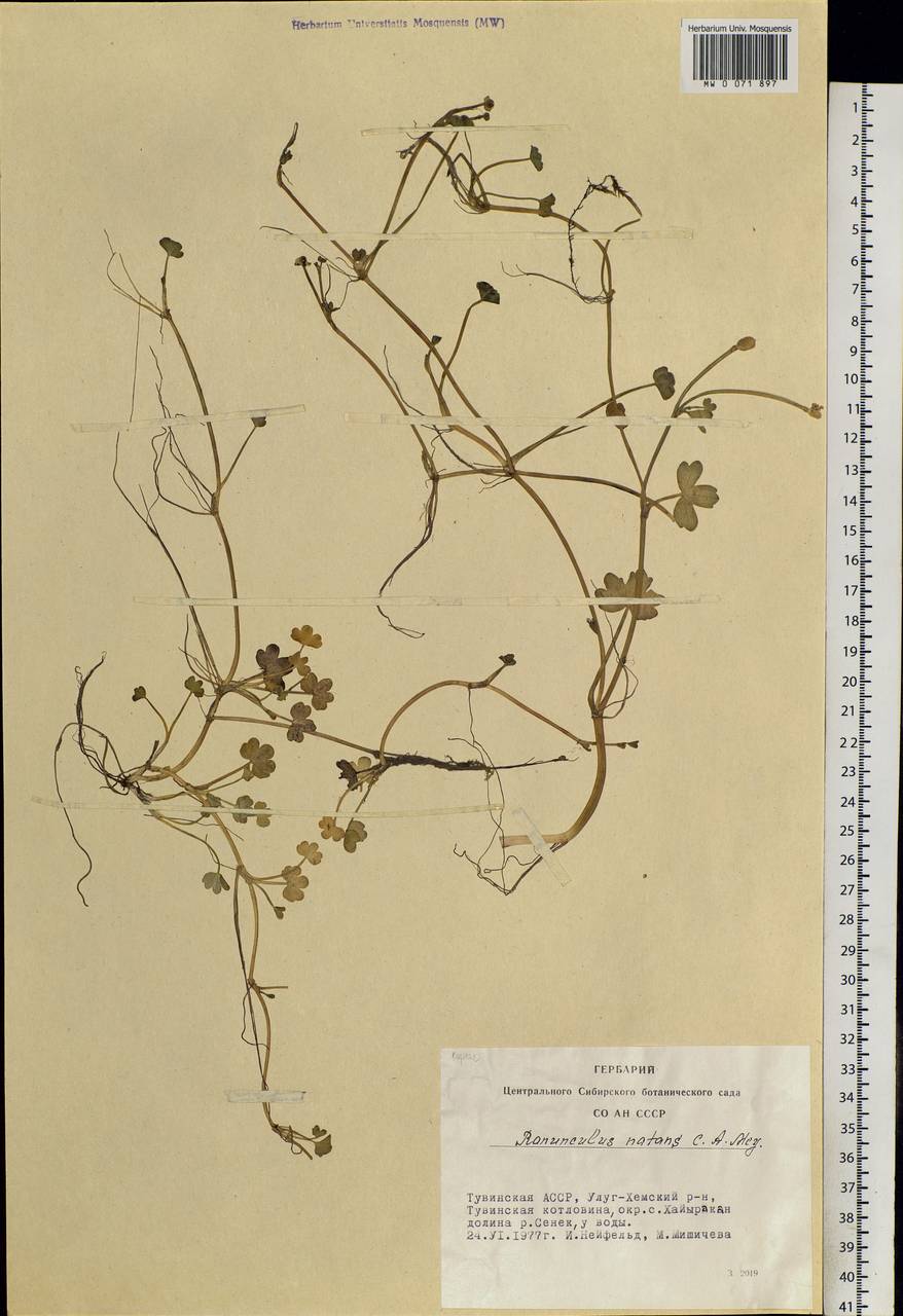 Ranunculus natans C. A. Mey., Siberia, Altai & Sayany Mountains (S2) (Russia)