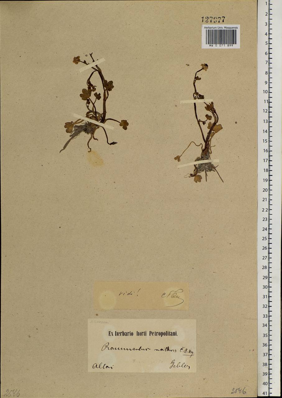 Ranunculus natans C. A. Mey., Siberia, Altai & Sayany Mountains (S2) (Russia)