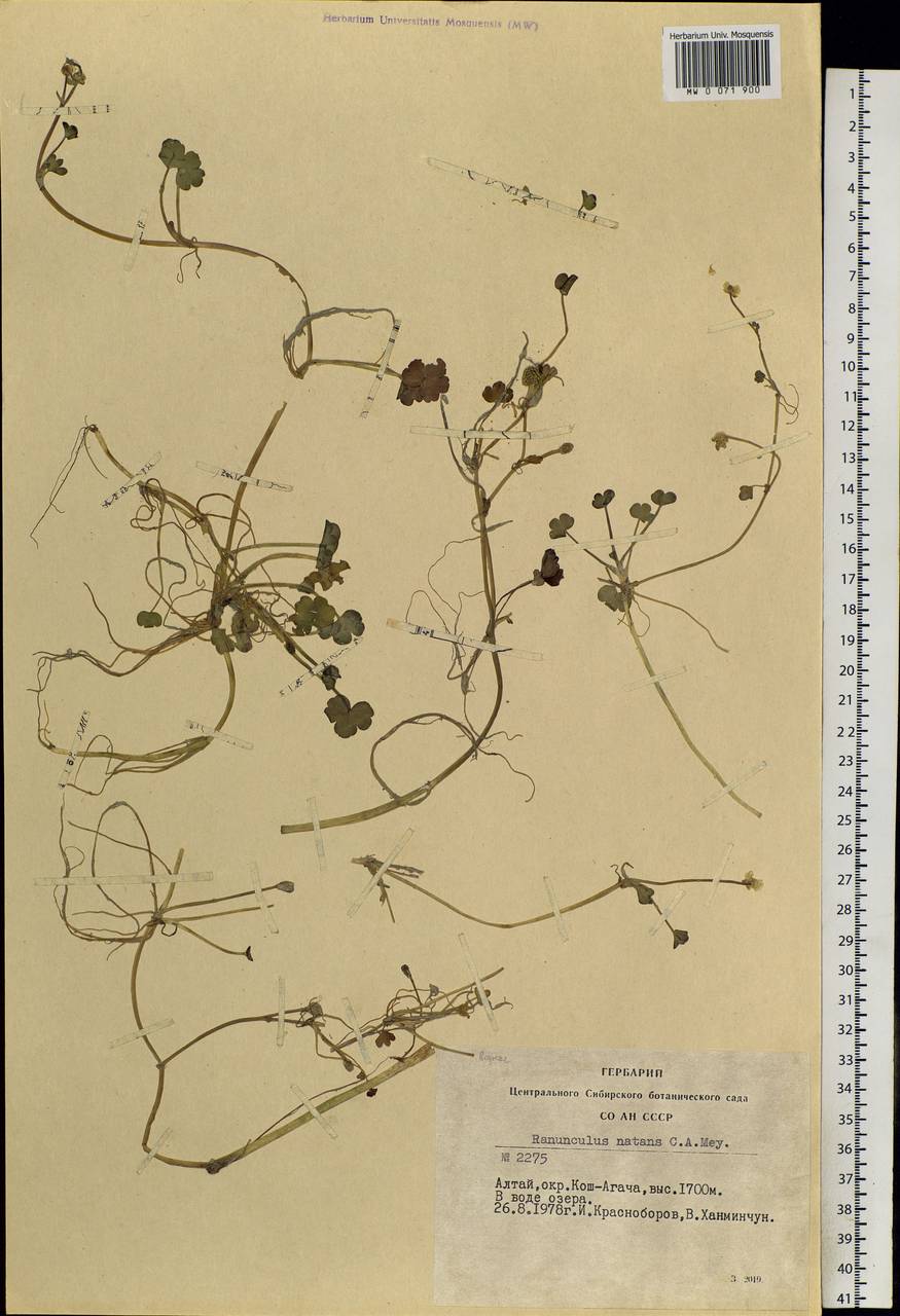 Ranunculus natans C. A. Mey., Siberia, Altai & Sayany Mountains (S2) (Russia)