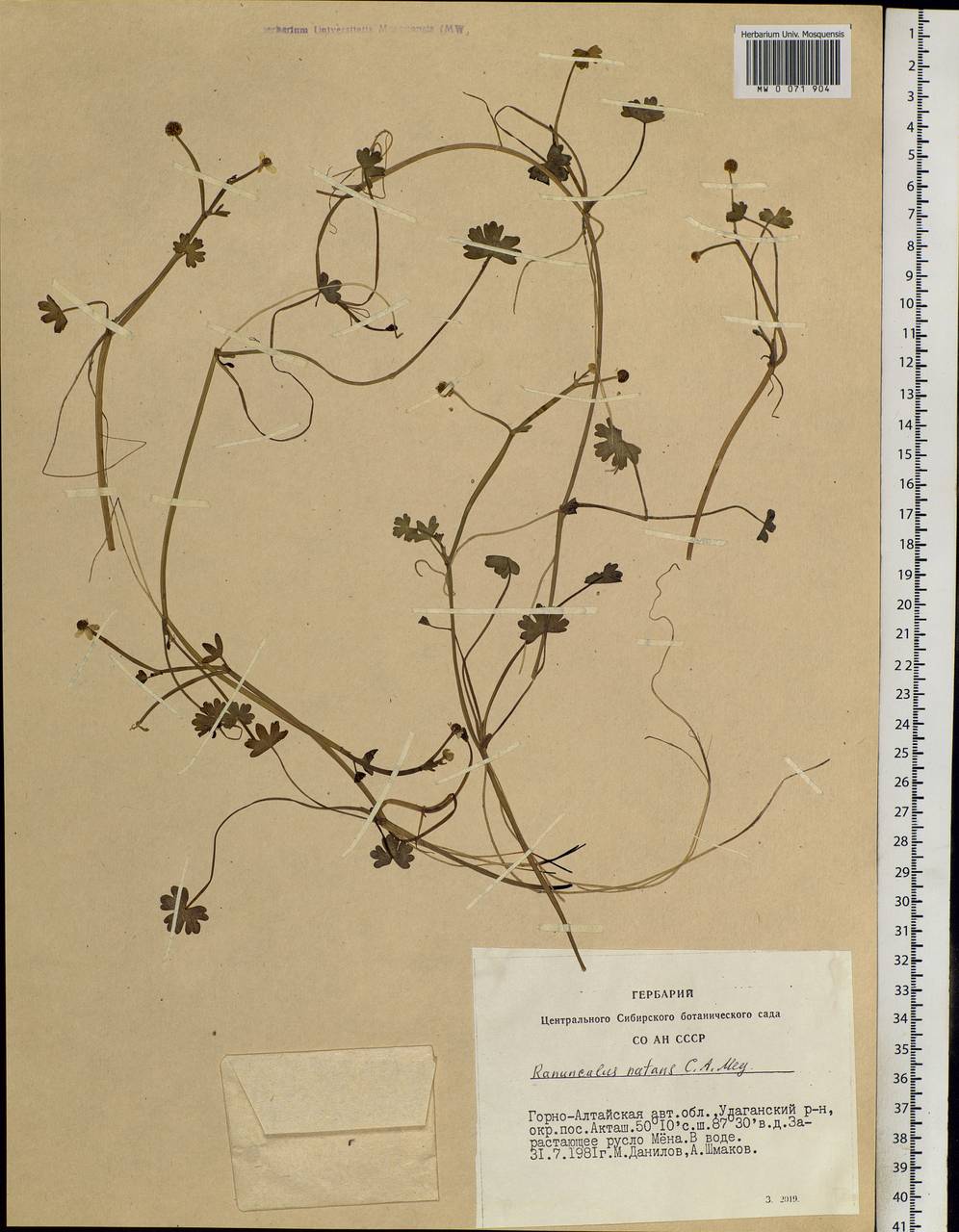 Ranunculus natans C. A. Mey., Siberia, Altai & Sayany Mountains (S2) (Russia)