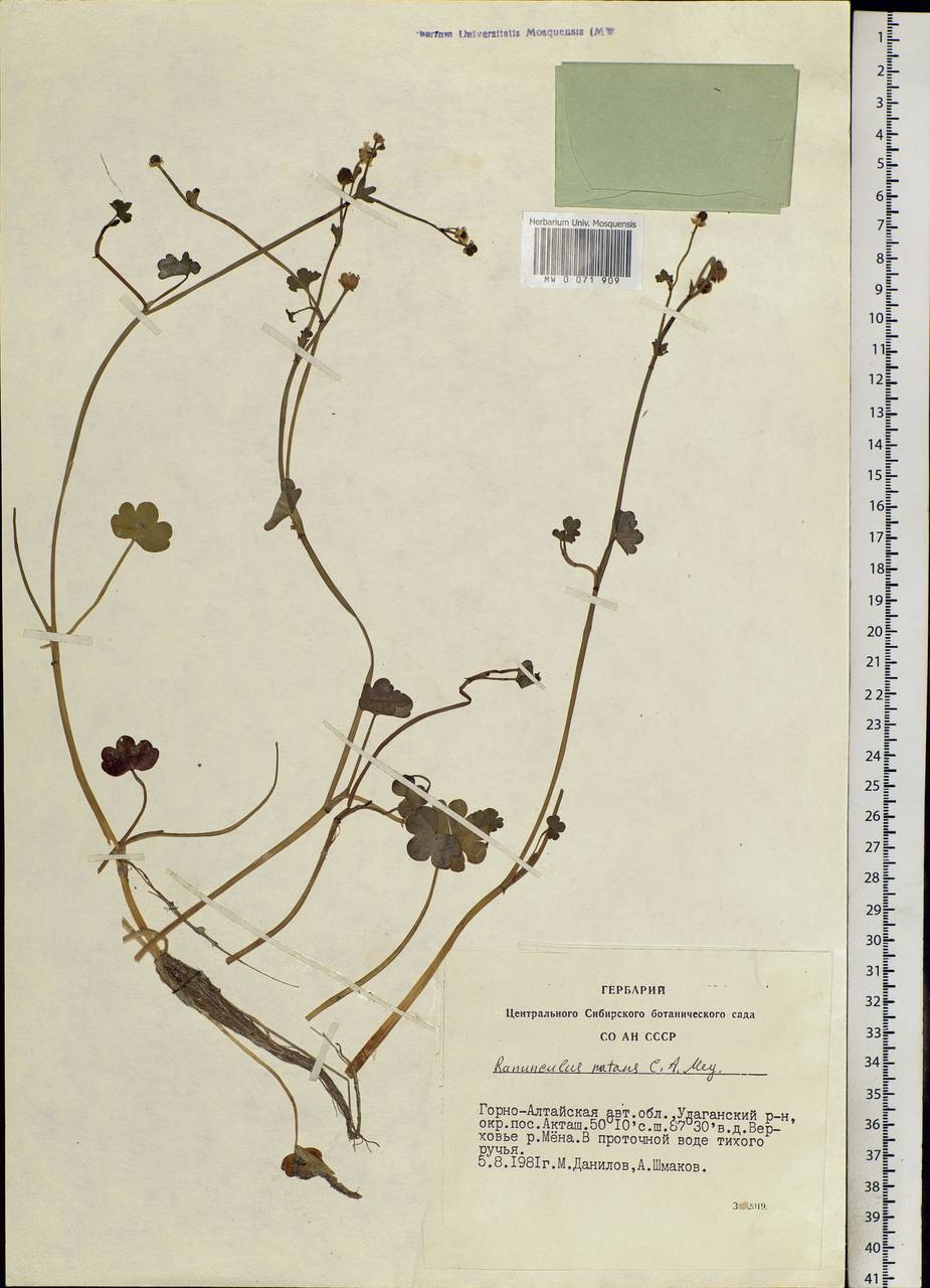 Ranunculus natans C. A. Mey., Siberia, Altai & Sayany Mountains (S2) (Russia)