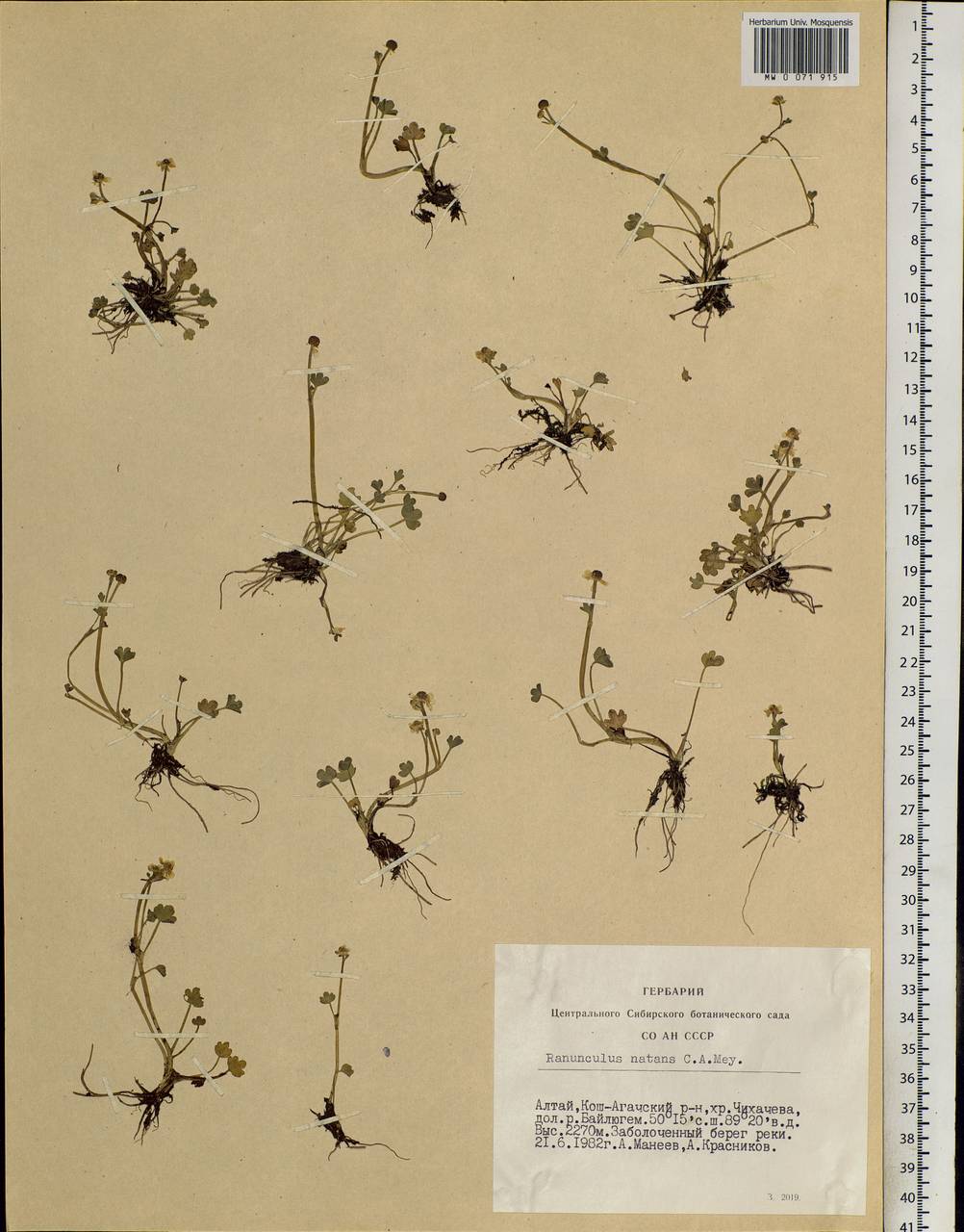 Ranunculus natans C. A. Mey., Siberia, Altai & Sayany Mountains (S2) (Russia)