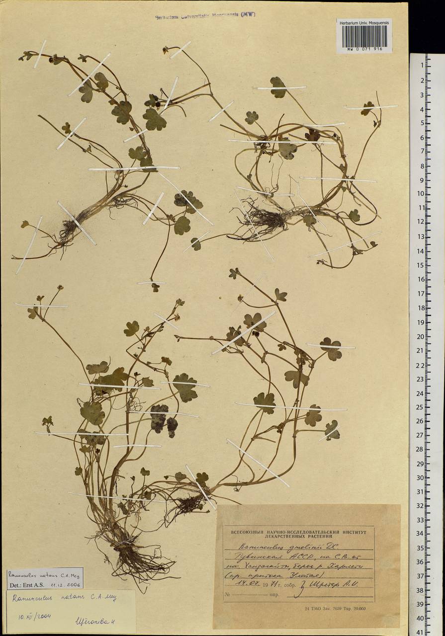 Ranunculus natans C. A. Mey., Siberia, Altai & Sayany Mountains (S2) (Russia)