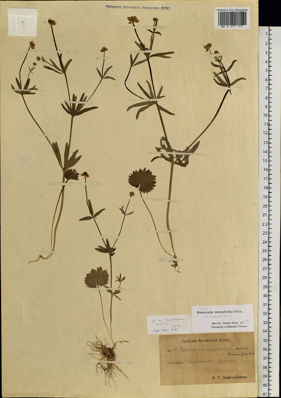 Ranunculus monophyllus Ovcz., Siberia, Chukotka & Kamchatka (S7) (Russia)