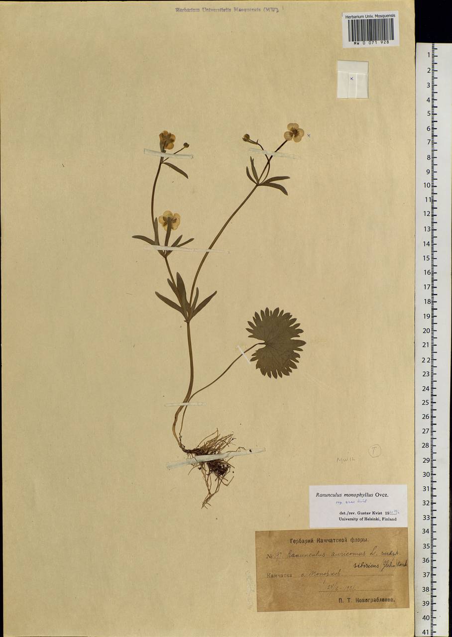 Ranunculus monophyllus Ovcz., Siberia, Chukotka & Kamchatka (S7) (Russia)
