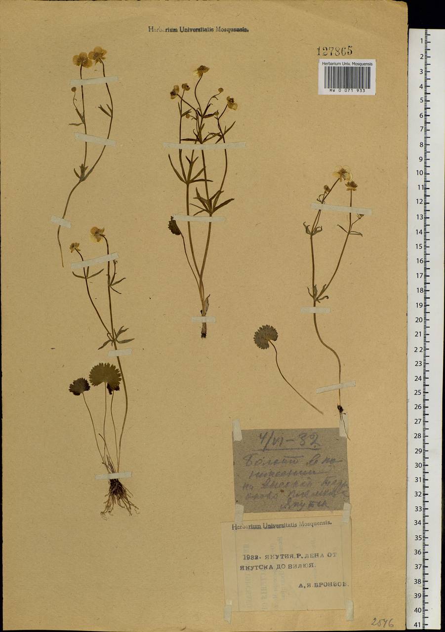 Ranunculus monophyllus Ovcz., Siberia, Yakutia (S5) (Russia)