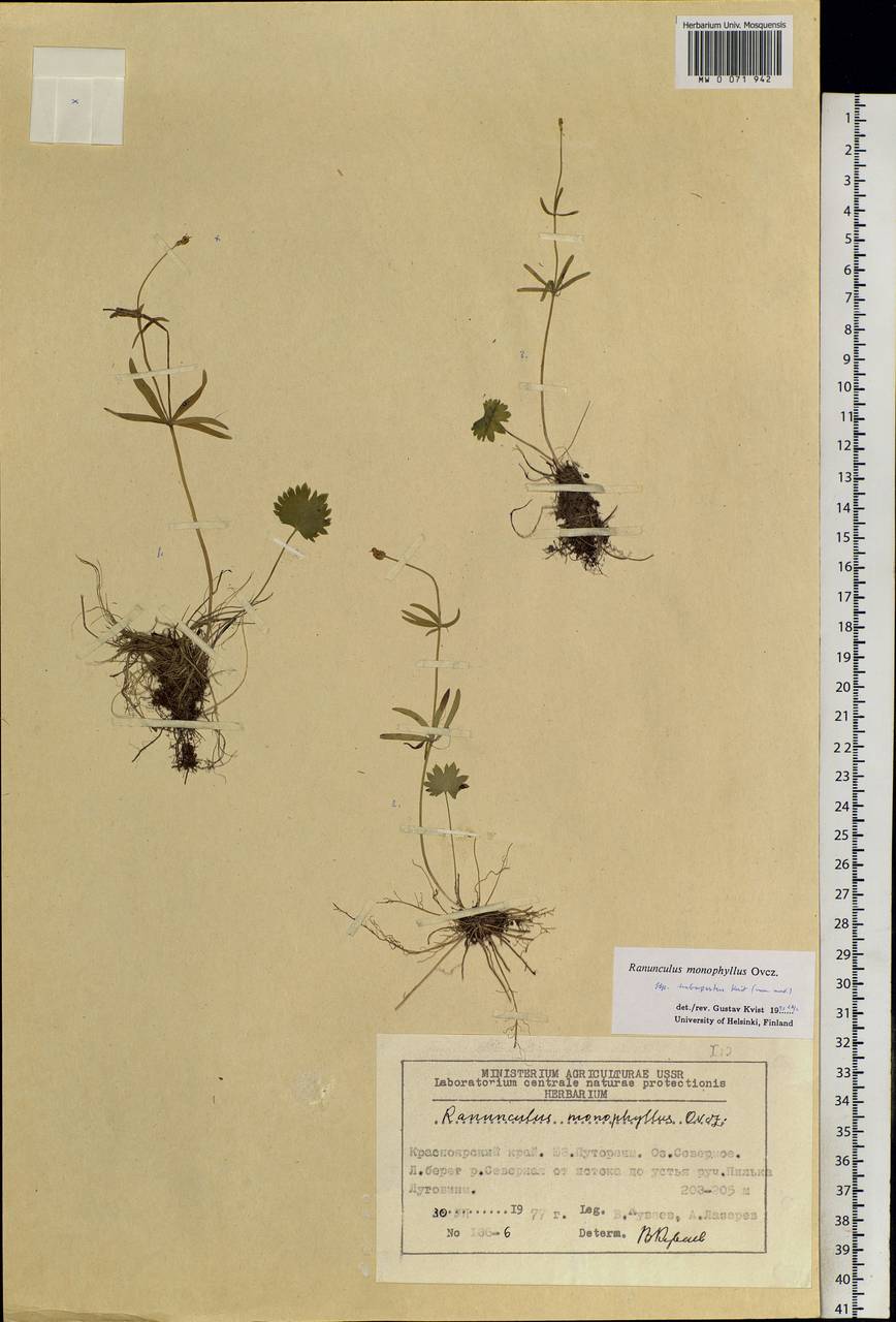 Ranunculus monophyllus Ovcz., Siberia, Central Siberia (S3) (Russia)