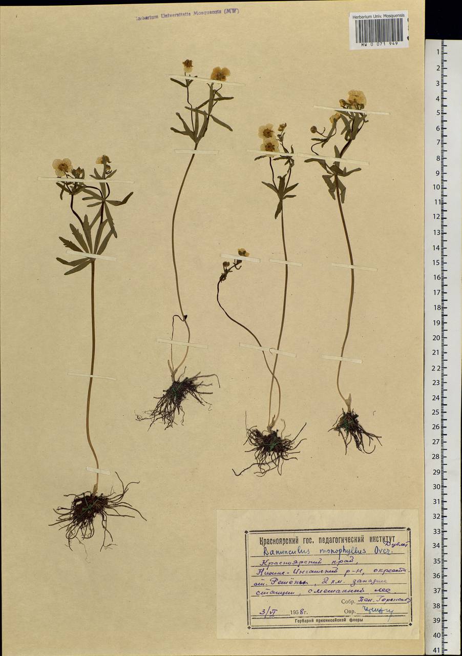 Ranunculus monophyllus Ovcz., Siberia, Central Siberia (S3) (Russia)