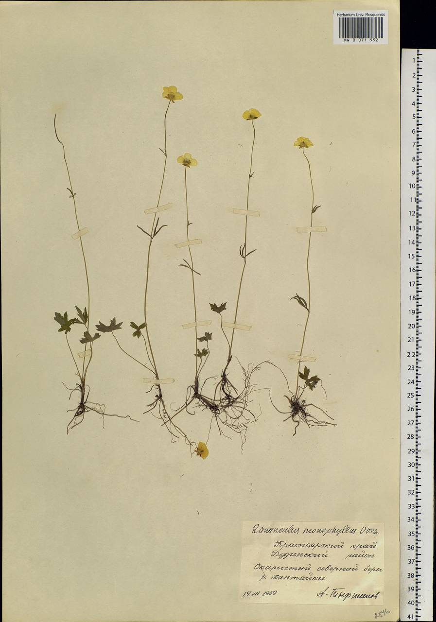 Ranunculus monophyllus Ovcz., Siberia, Central Siberia (S3) (Russia)
