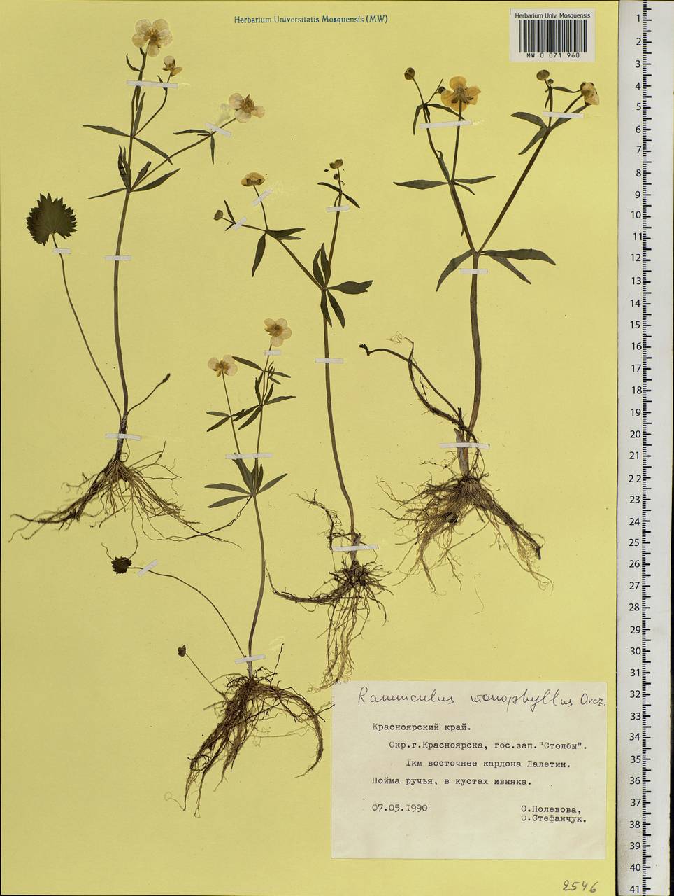 Ranunculus monophyllus Ovcz., Siberia, Central Siberia (S3) (Russia)