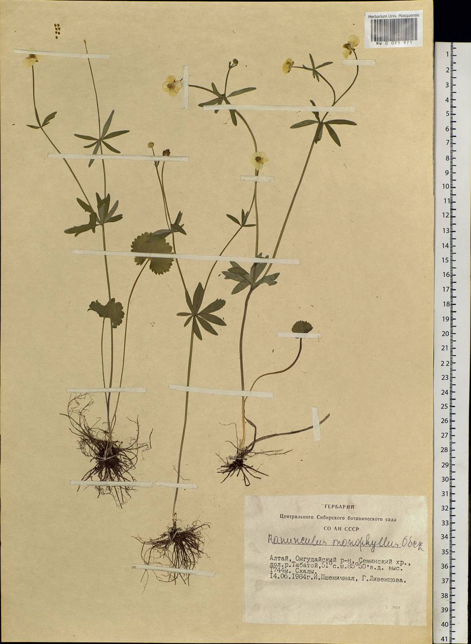 Ranunculus monophyllus Ovcz., Siberia, Altai & Sayany Mountains (S2) (Russia)