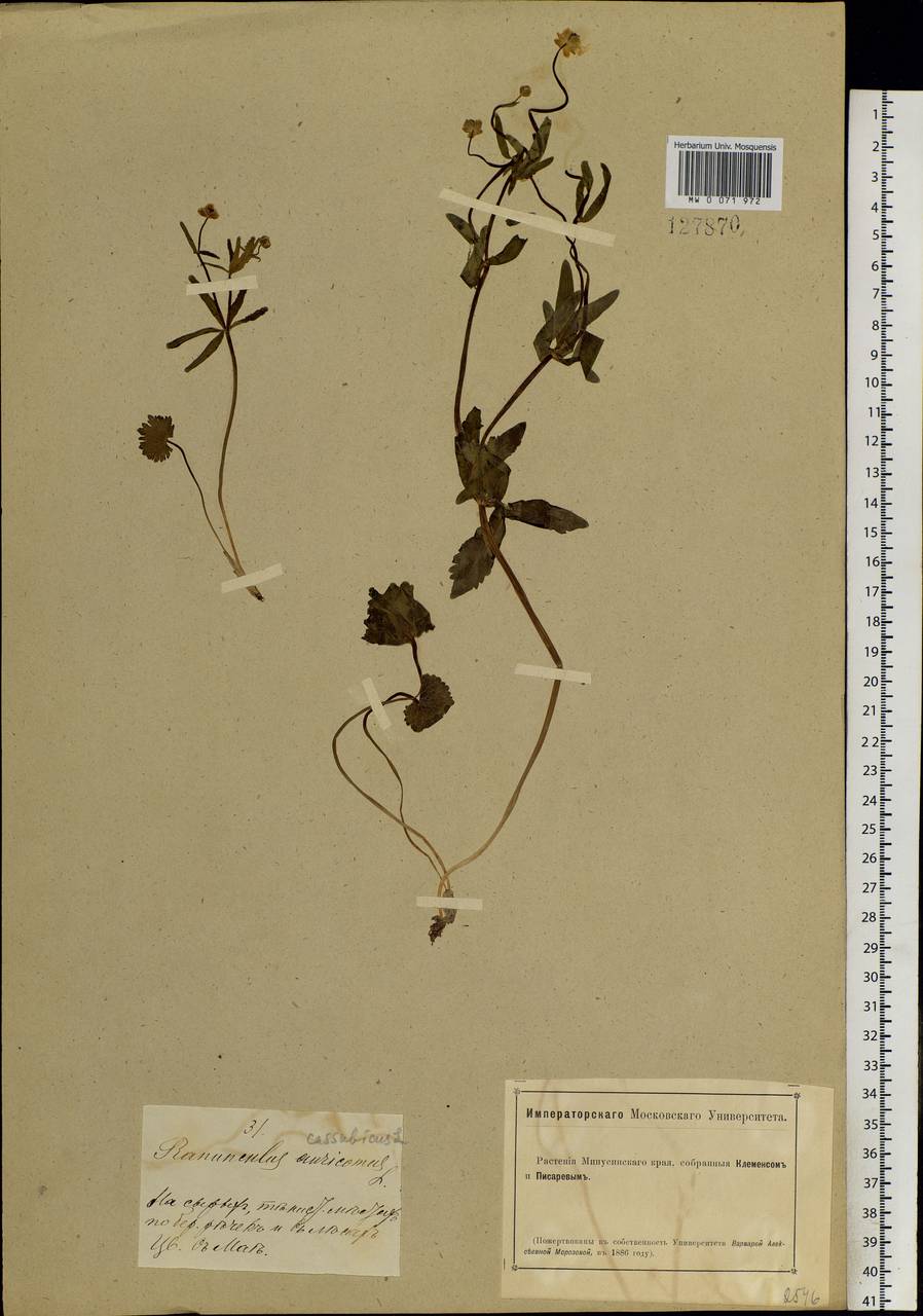 Ranunculus monophyllus Ovcz., Siberia, Altai & Sayany Mountains (S2) (Russia)