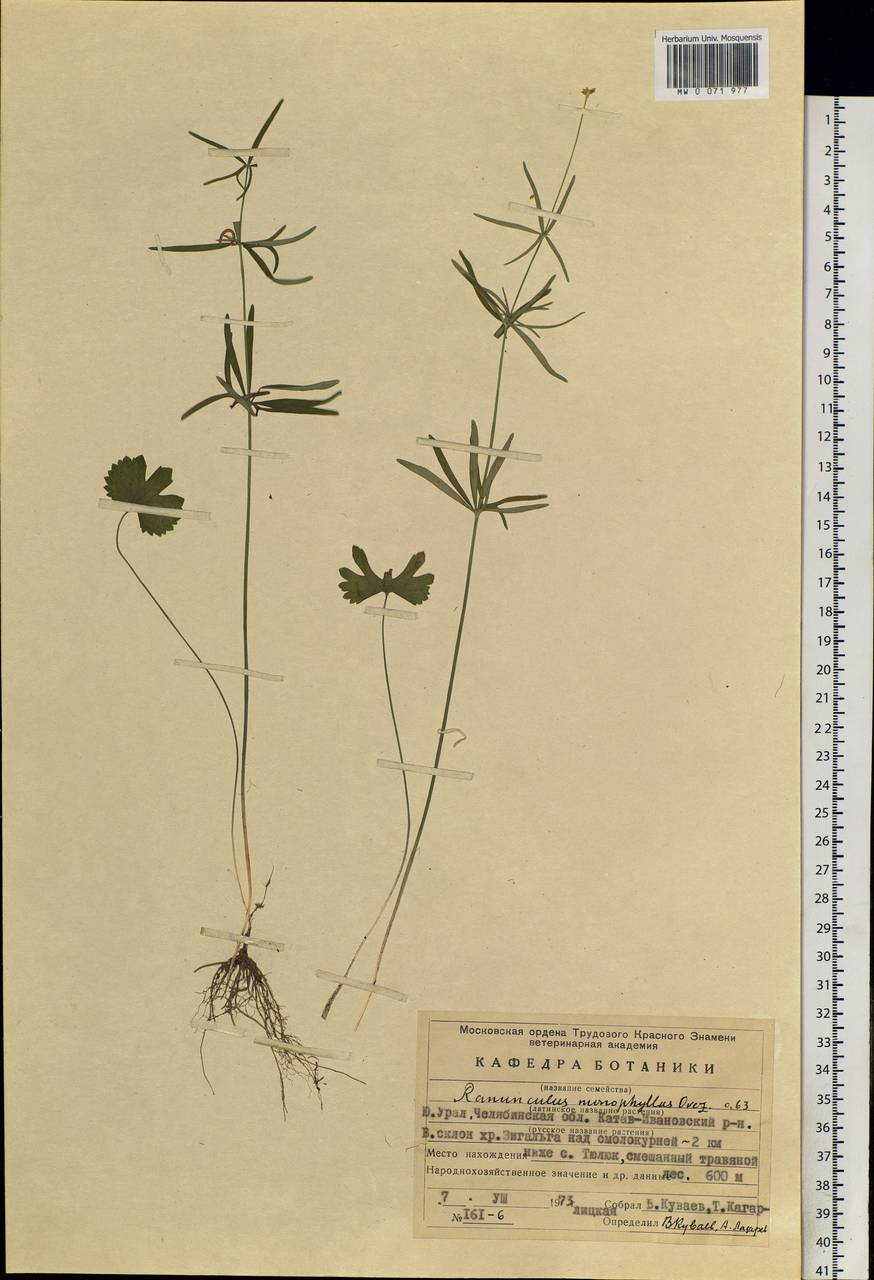 Ranunculus monophyllus Ovcz., Eastern Europe, Eastern region (E10) (Russia)