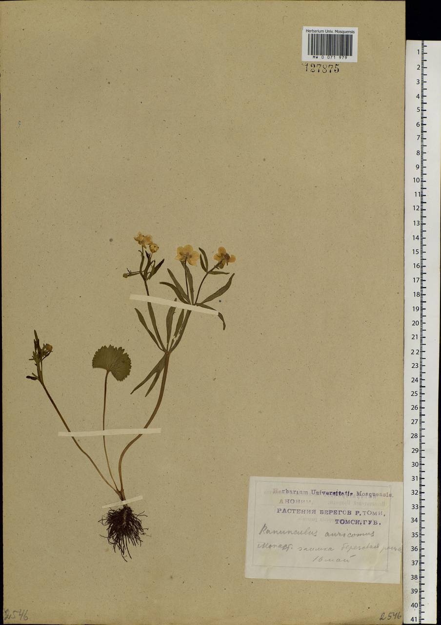 Ranunculus monophyllus Ovcz., Siberia, Western Siberia (S1) (Russia)