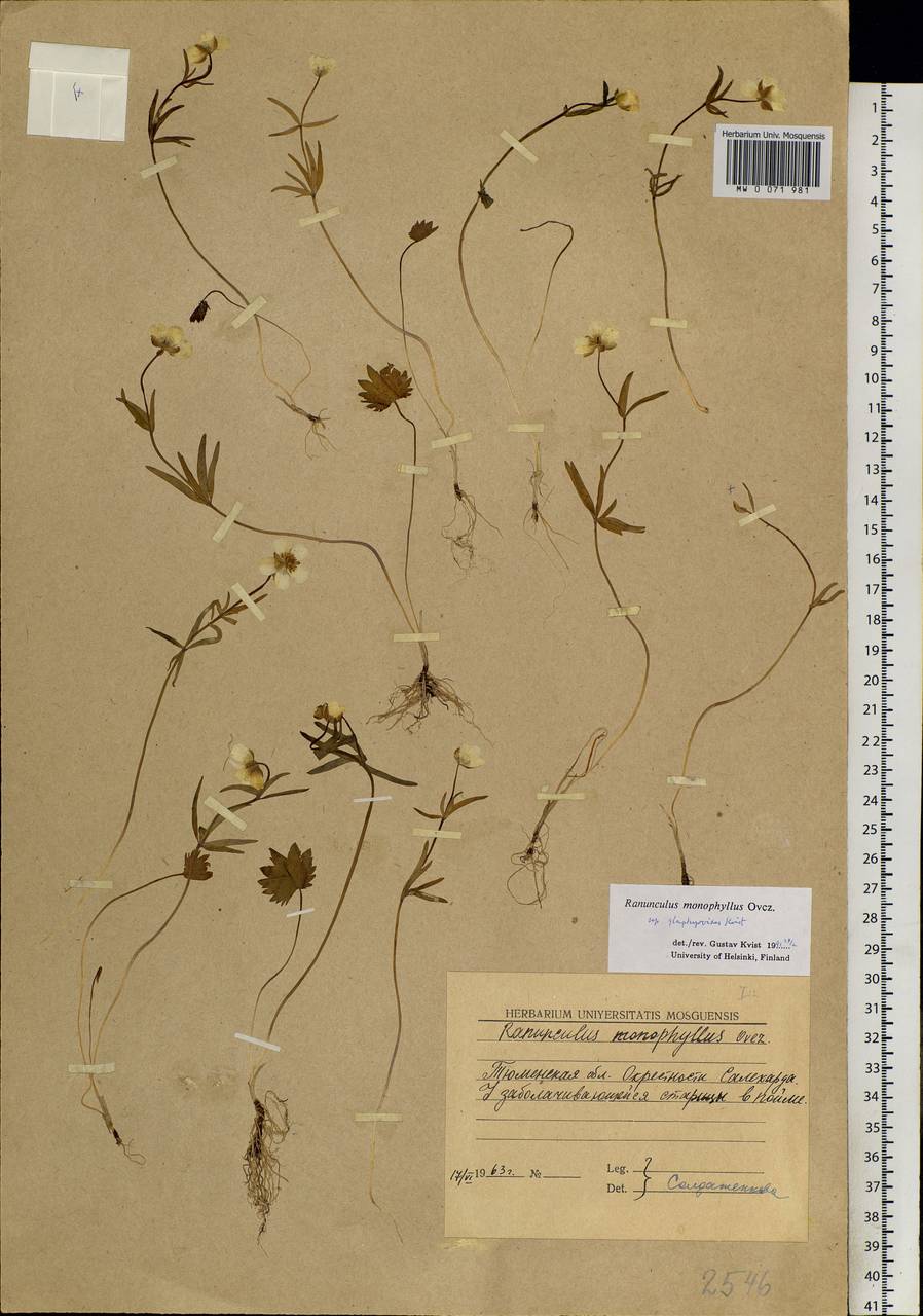 Ranunculus monophyllus Ovcz., Siberia, Western Siberia (S1) (Russia)