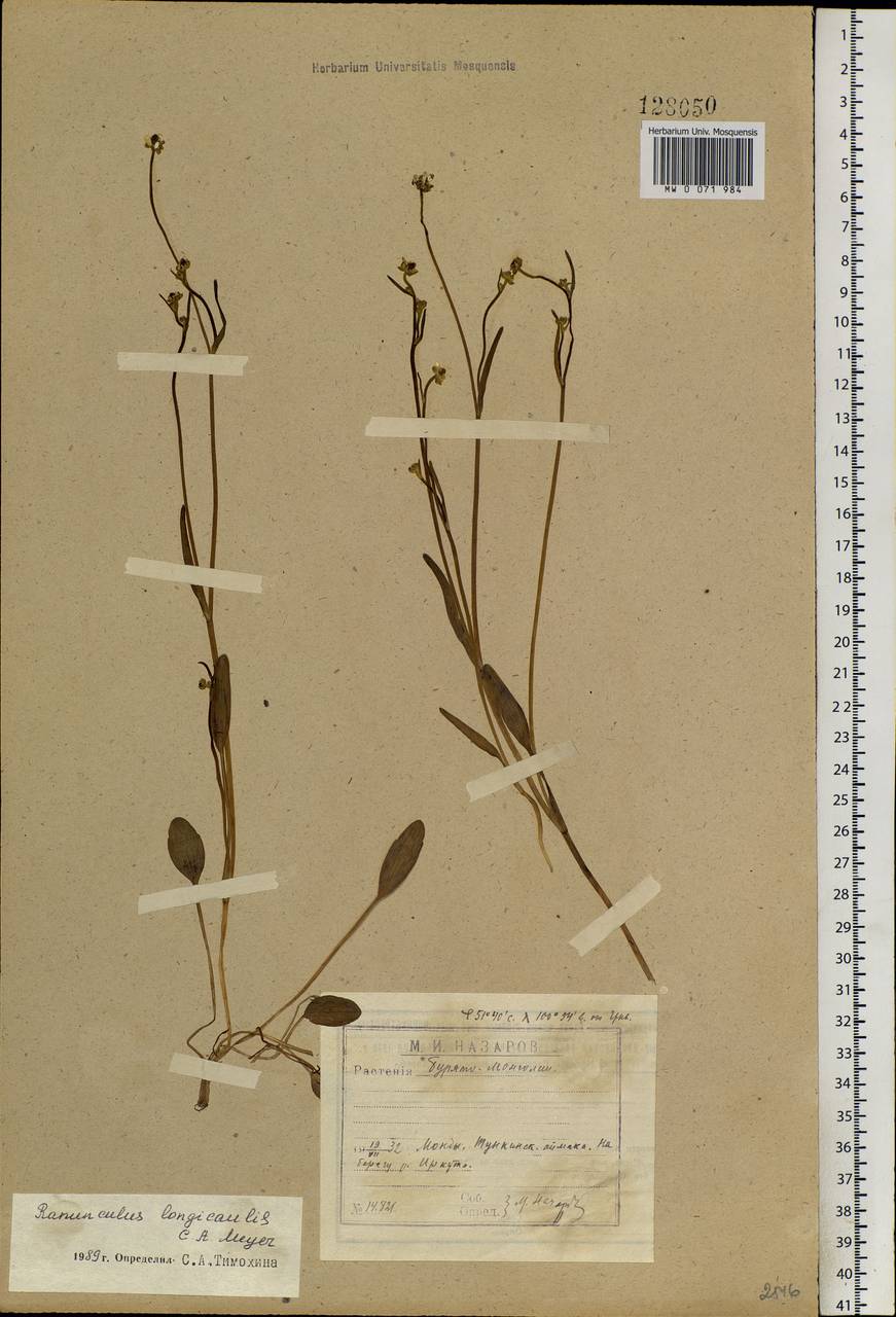 Ranunculus longicaulis C. A. Mey., Siberia, Baikal & Transbaikal region (S4) (Russia)