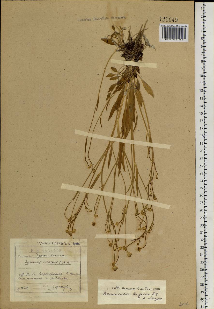 Ranunculus longicaulis C. A. Mey., Siberia, Baikal & Transbaikal region (S4) (Russia)