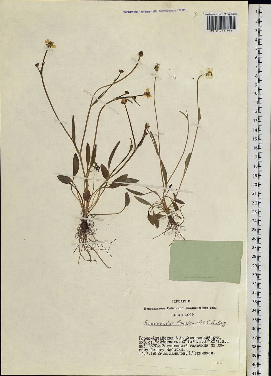 Ranunculus longicaulis C. A. Mey., Siberia, Altai & Sayany Mountains (S2) (Russia)