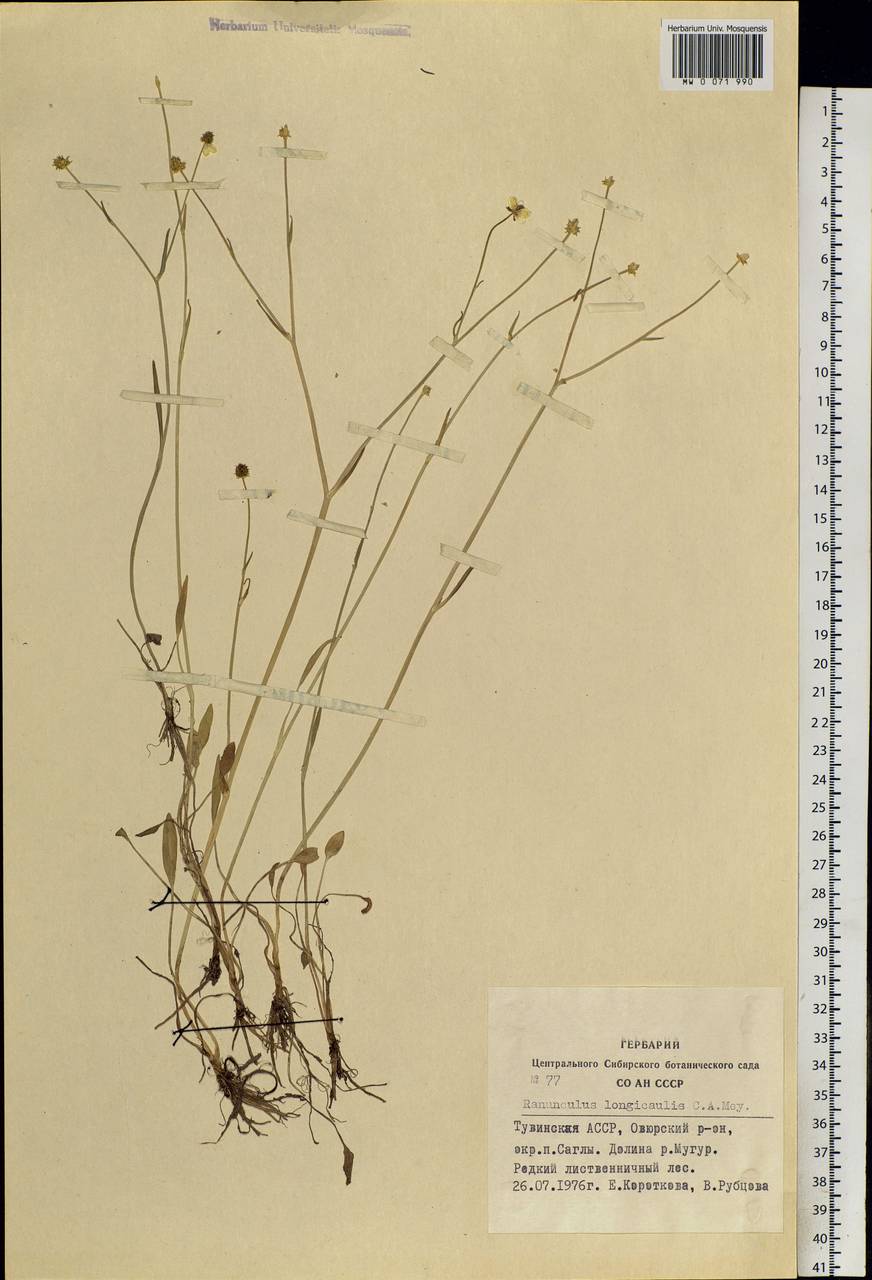 Ranunculus longicaulis C. A. Mey., Siberia, Altai & Sayany Mountains (S2) (Russia)