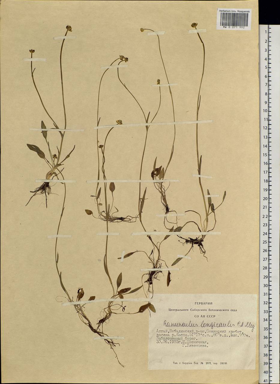 Ranunculus longicaulis C. A. Mey., Siberia, Altai & Sayany Mountains (S2) (Russia)