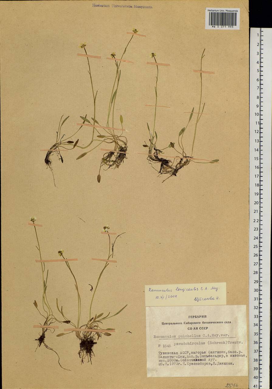 Ranunculus longicaulis C. A. Mey., Siberia, Altai & Sayany Mountains (S2) (Russia)
