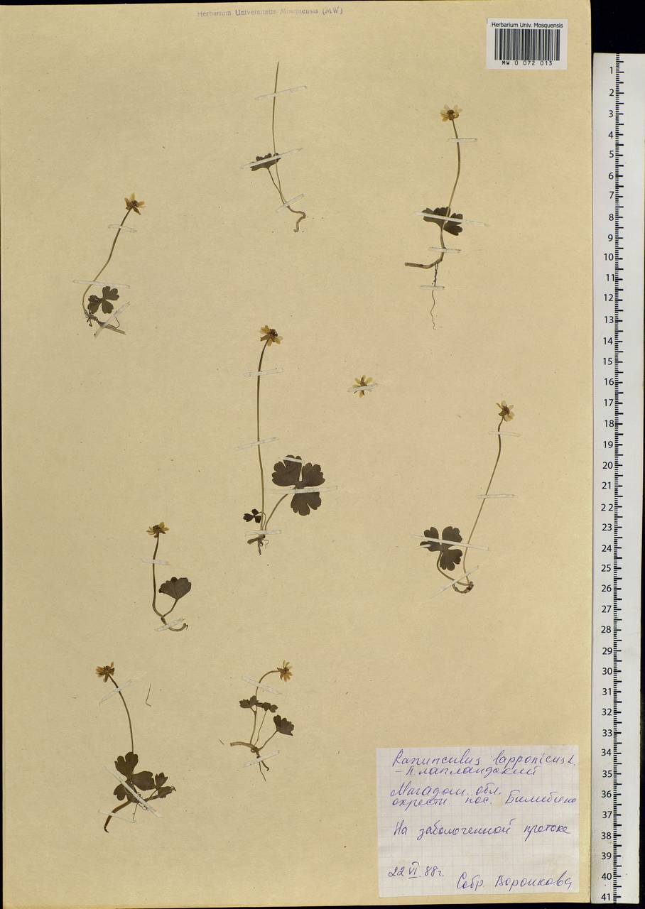 Coptidium lapponicum (L.) Á. Löve & D. Löve, Siberia, Chukotka & Kamchatka (S7) (Russia)