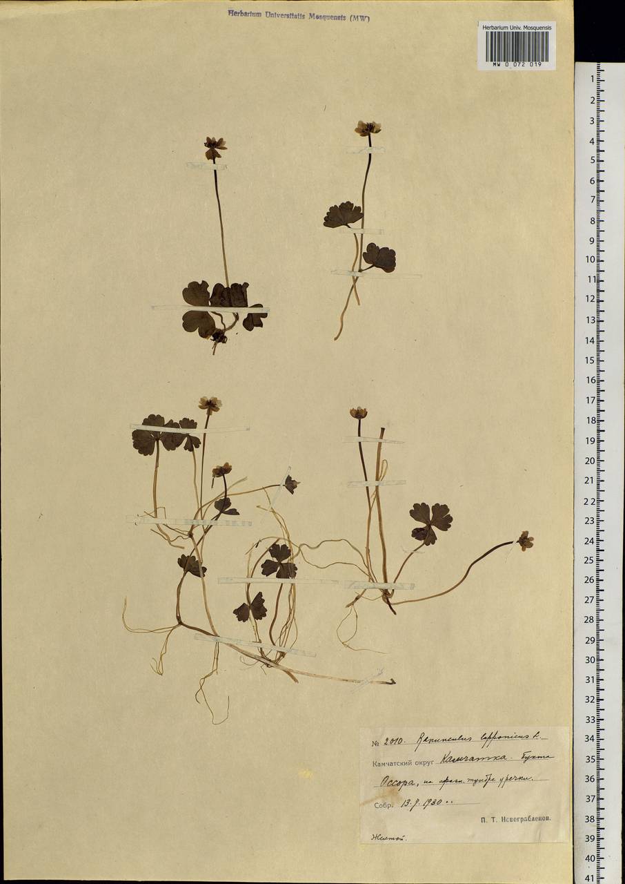 Coptidium lapponicum (L.) Á. Löve & D. Löve, Siberia, Chukotka & Kamchatka (S7) (Russia)