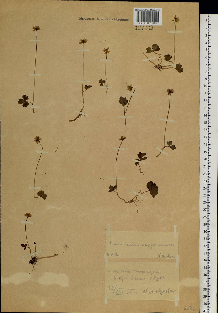 Coptidium lapponicum (L.) Á. Löve & D. Löve, Siberia, Chukotka & Kamchatka (S7) (Russia)