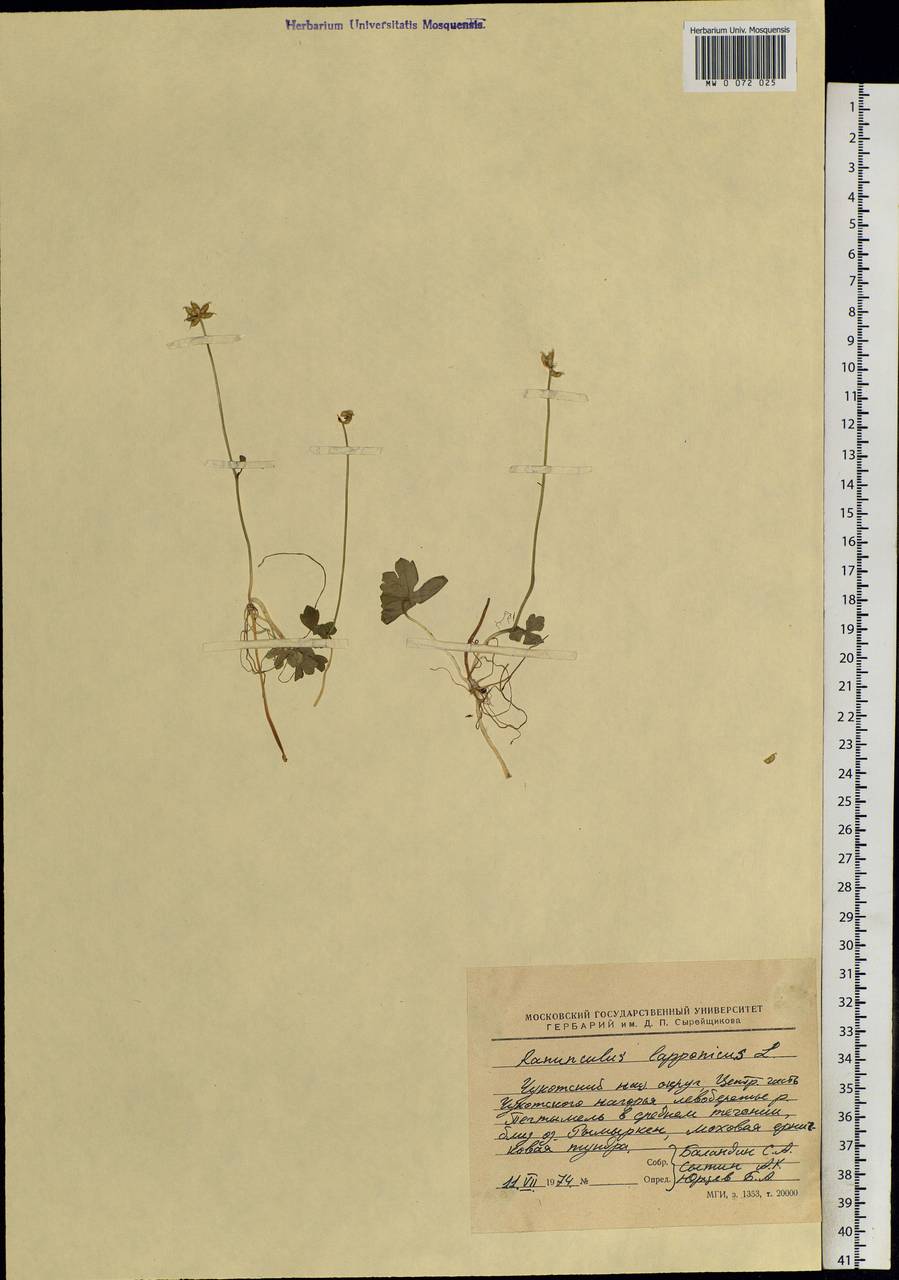 Coptidium lapponicum (L.) Á. Löve & D. Löve, Siberia, Chukotka & Kamchatka (S7) (Russia)