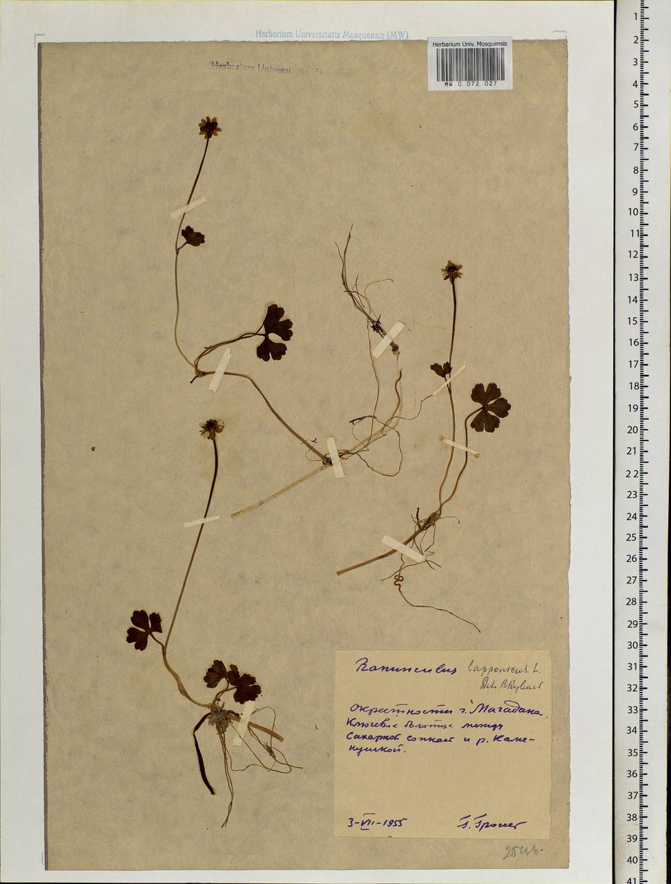 Coptidium lapponicum (L.) Á. Löve & D. Löve, Siberia, Chukotka & Kamchatka (S7) (Russia)