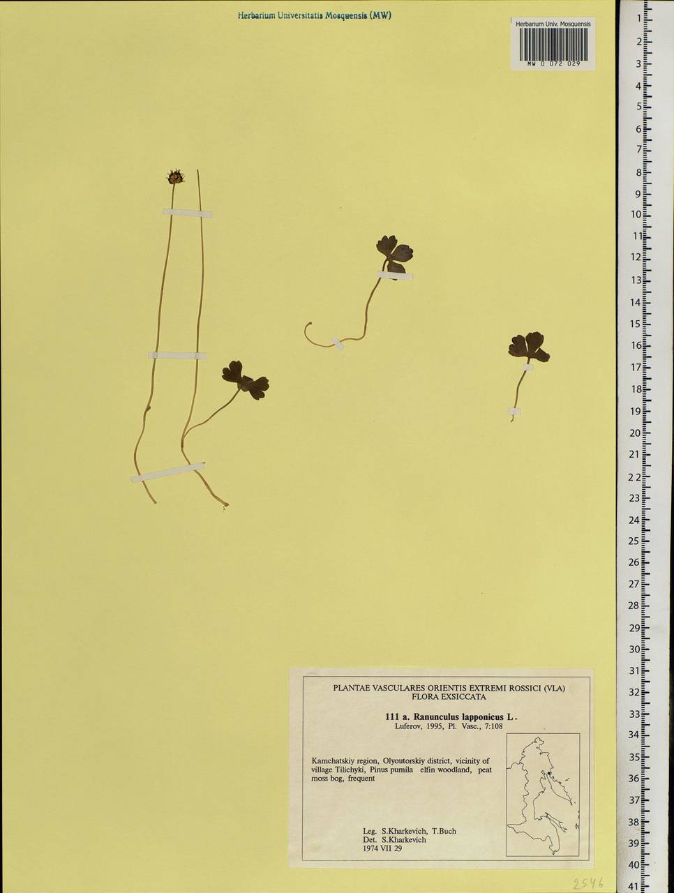 Coptidium lapponicum (L.) Á. Löve & D. Löve, Siberia, Chukotka & Kamchatka (S7) (Russia)