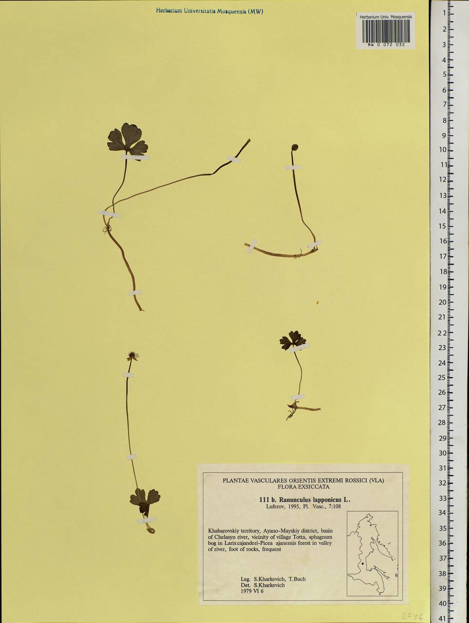 Coptidium lapponicum (L.) Á. Löve & D. Löve, Siberia, Russian Far East (S6) (Russia)