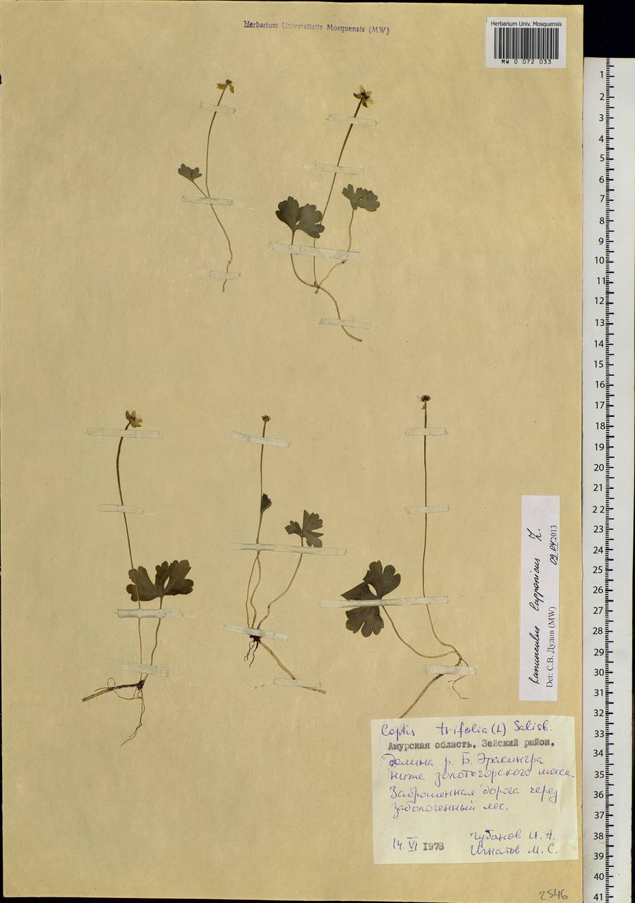 Coptidium lapponicum (L.) Á. Löve & D. Löve, Siberia, Russian Far East (S6) (Russia)