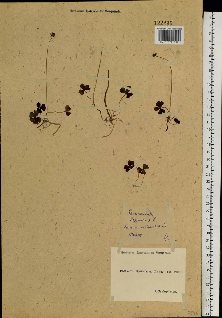 Coptidium lapponicum (L.) Á. Löve & D. Löve, Siberia, Yakutia (S5) (Russia)